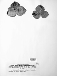 Urocystis anemones image